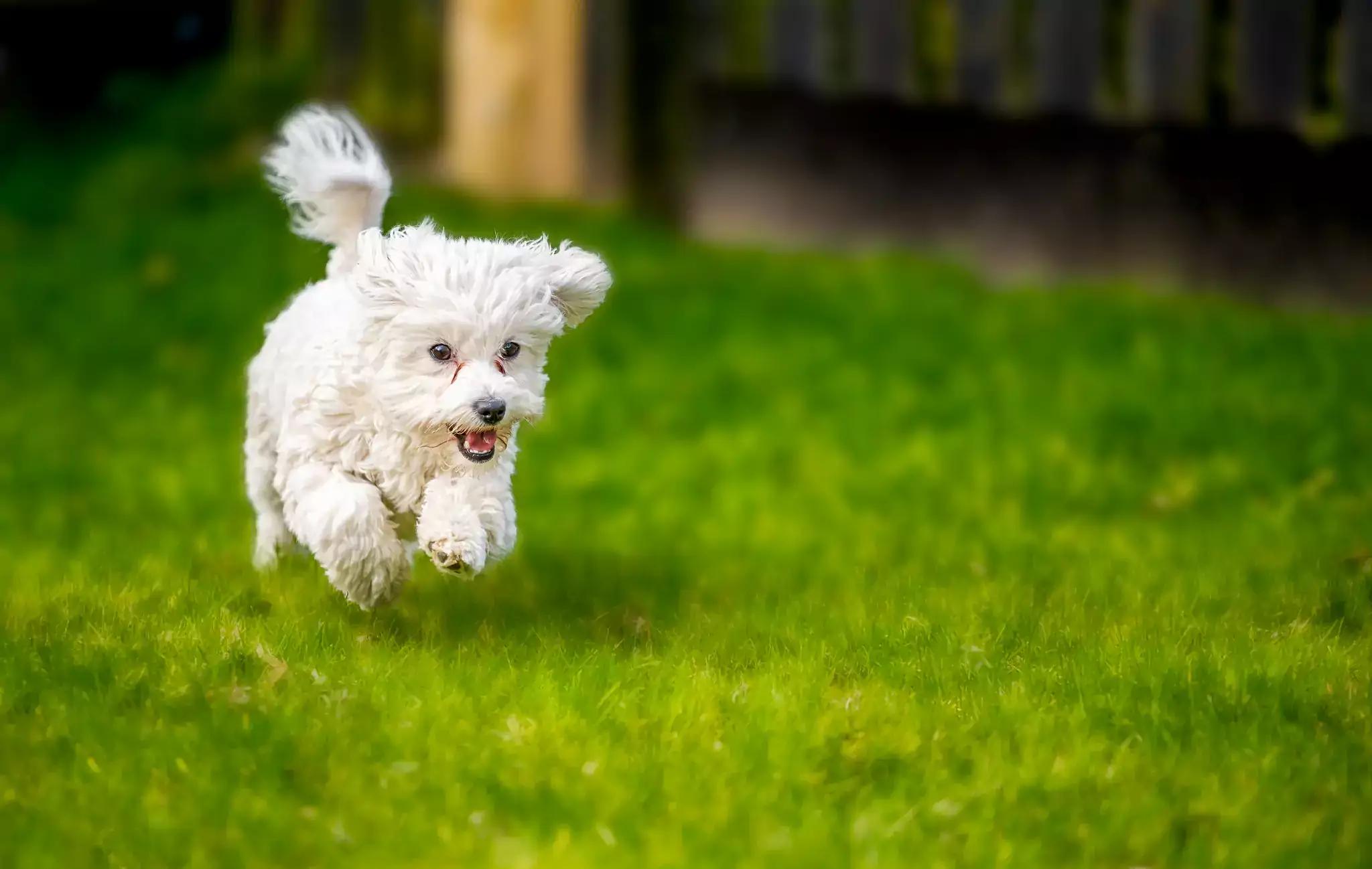 Bichón Frisé