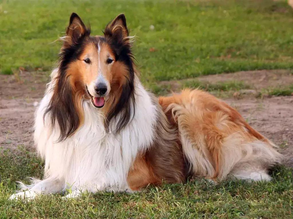 Collie de pelo largo