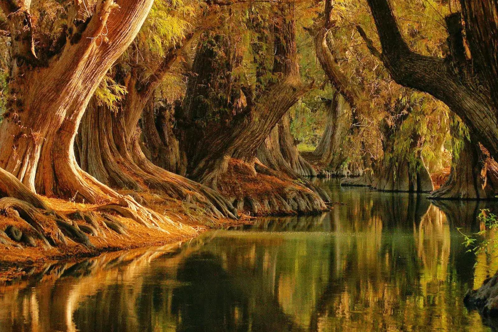 Lago de Camécuaro - Michoacán