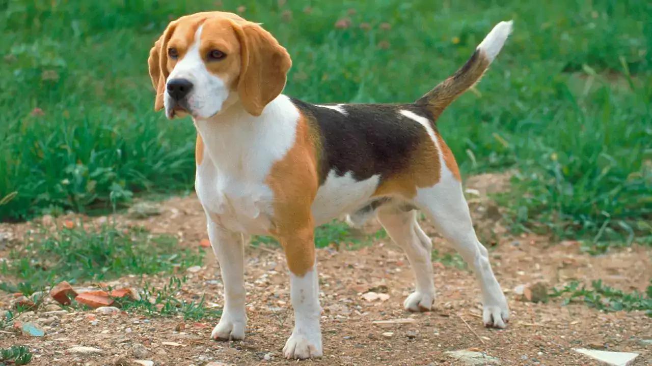 Beagle