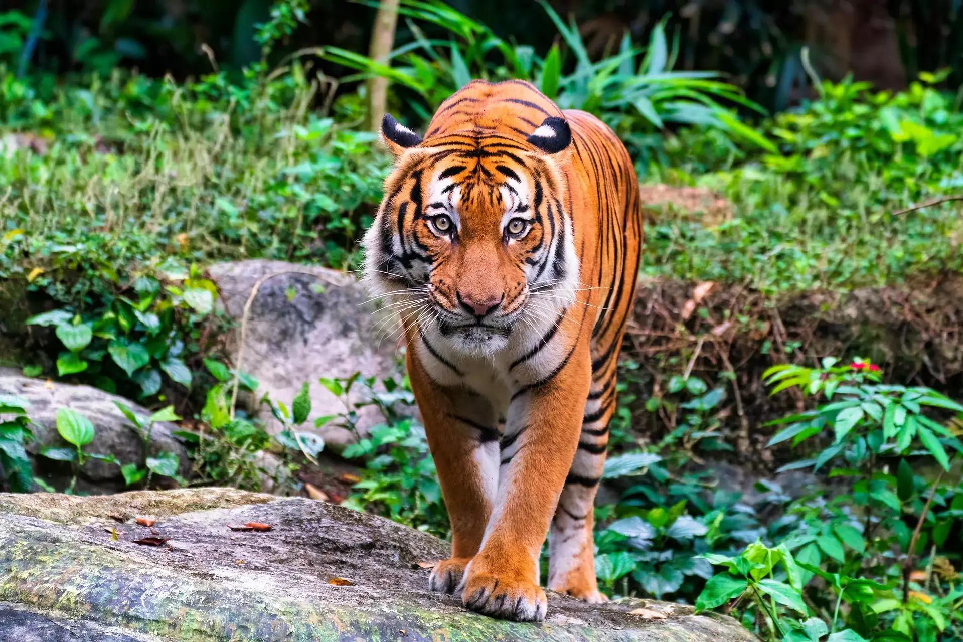 Elige un animal y te revelaremos qué te apasiona en la vida