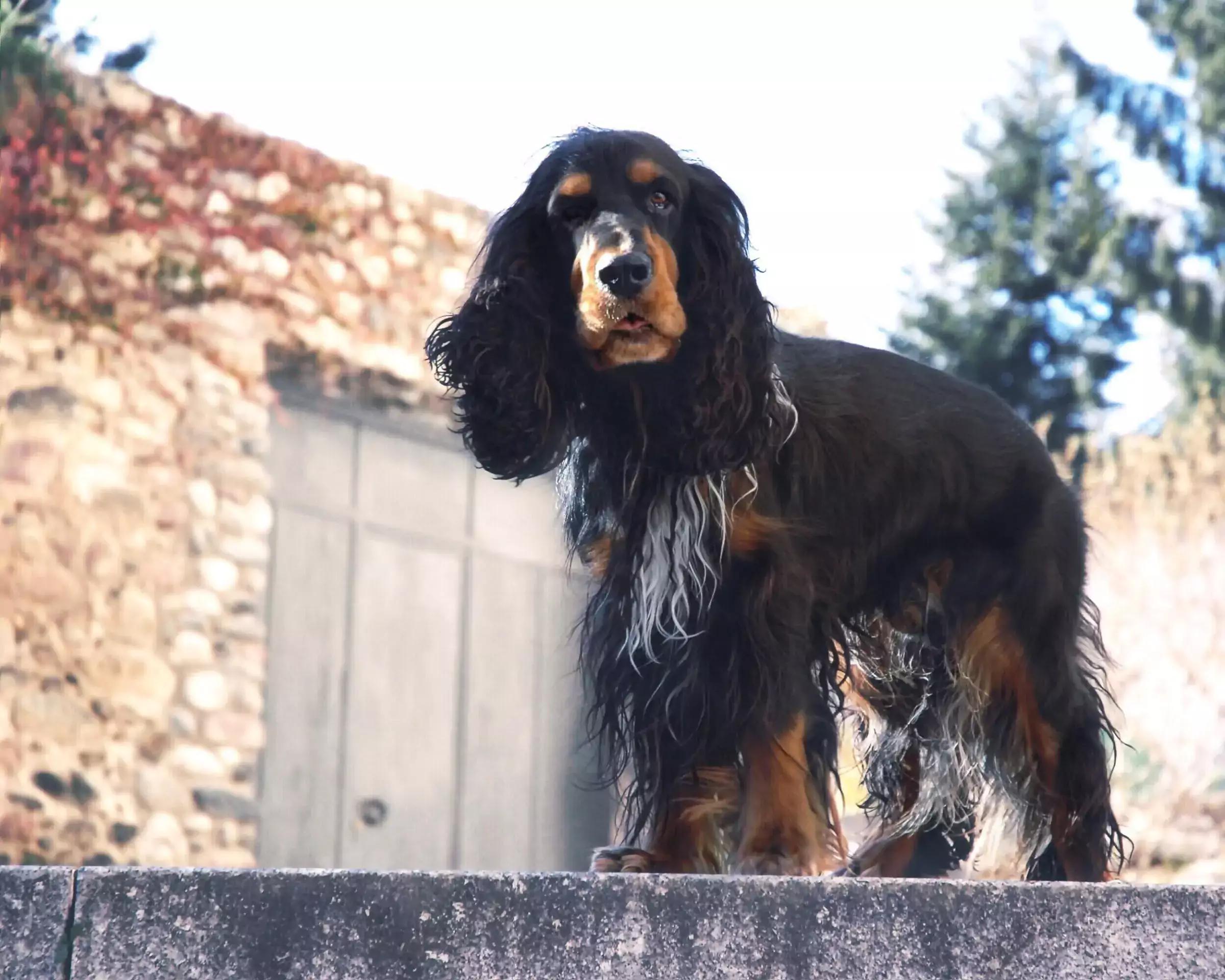 Consejos que te ayudarán a mantener el bienestar de tu mascota