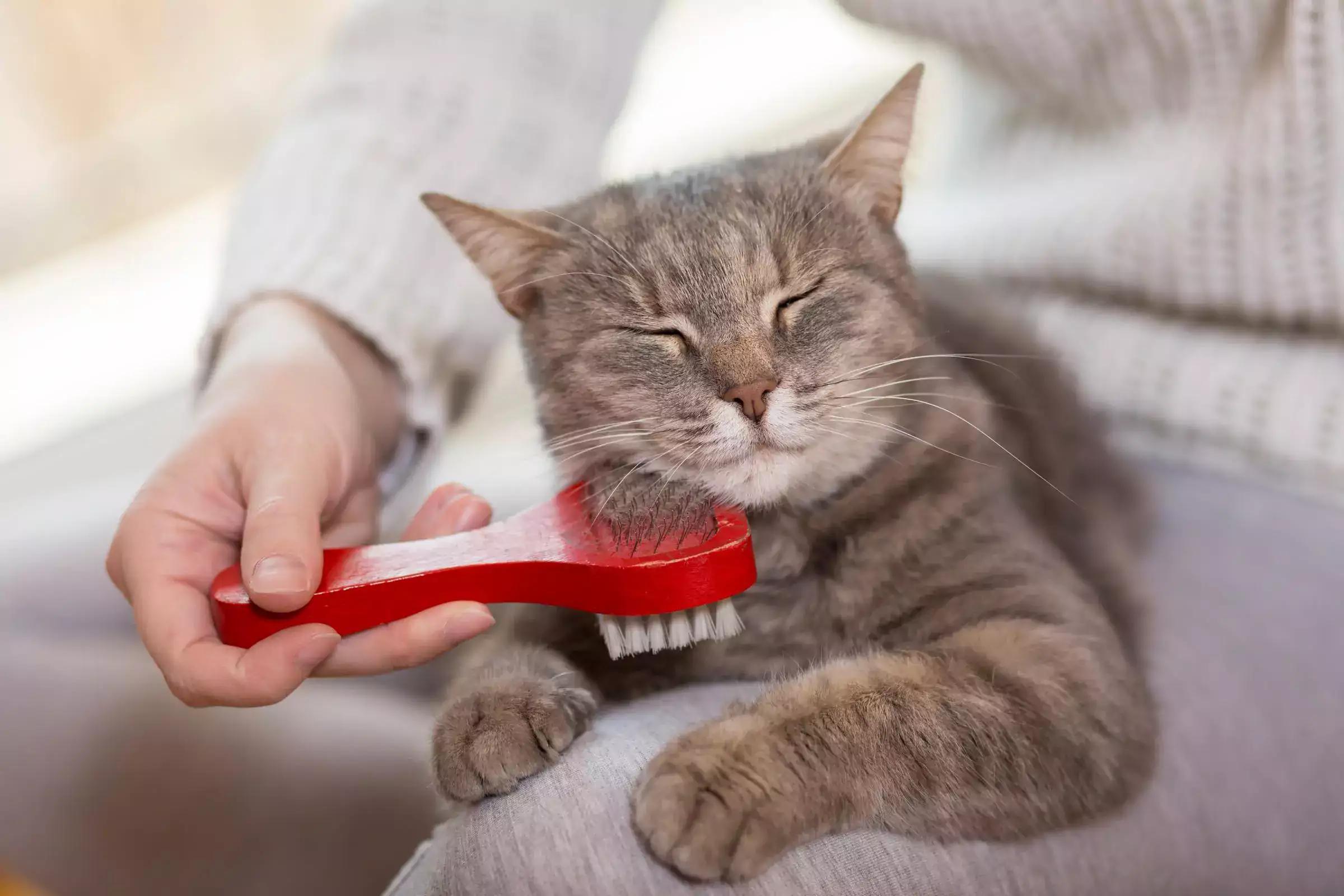 Consejos que te ayudarán a mantener el bienestar de tu mascota