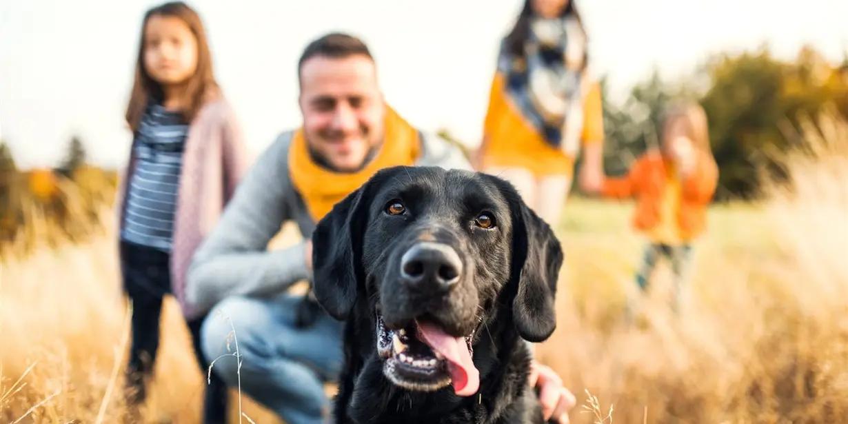 Discover how a pet can improve your life and its benefits