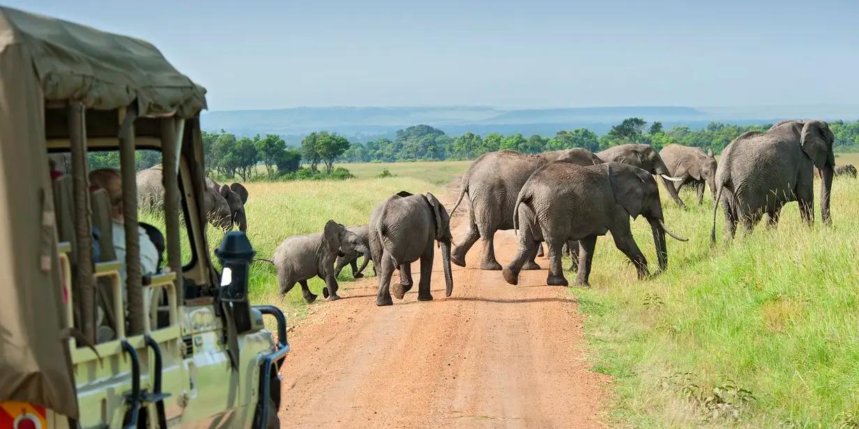 ¿Cuál es el animal más alto de la Tierra?