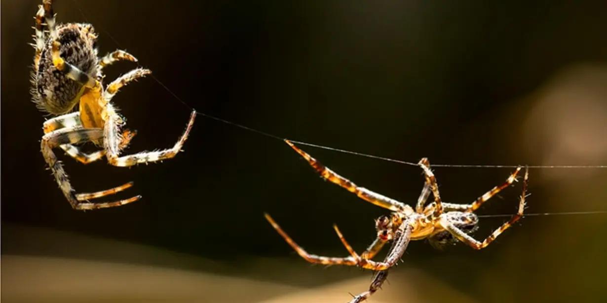 ¿Cuántas patas tiene una araña?