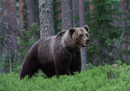 Choose an animal and we'll reveal what you're passionate about in life