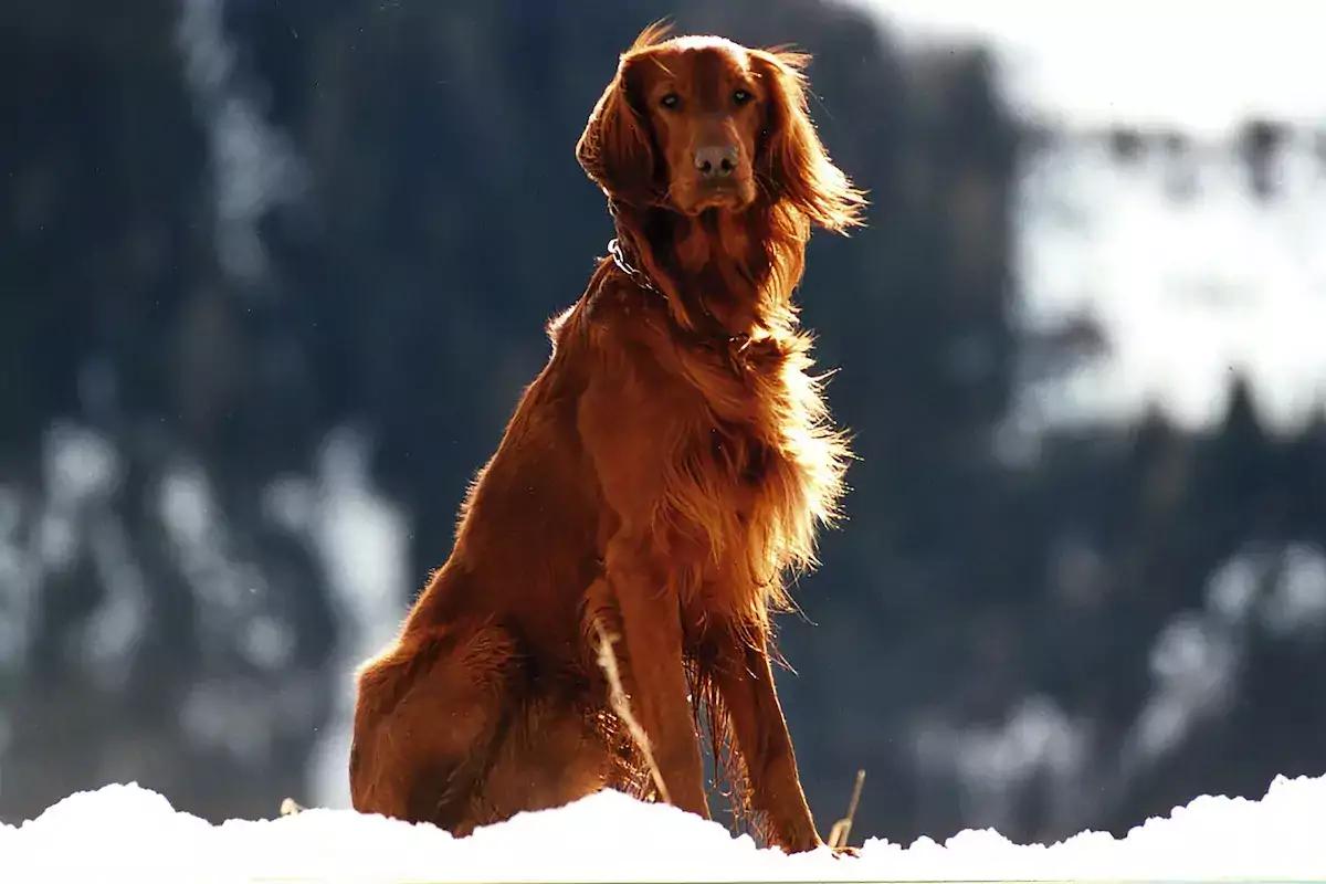 Irish setter