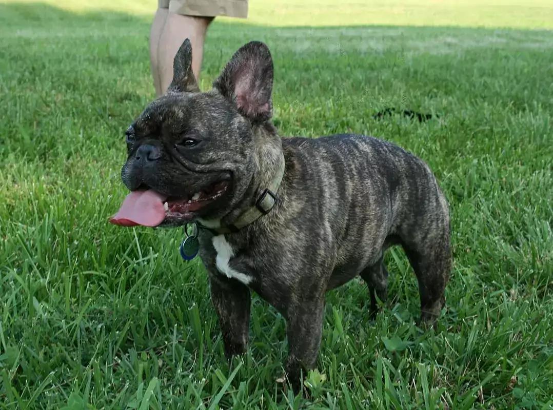 French bulldog