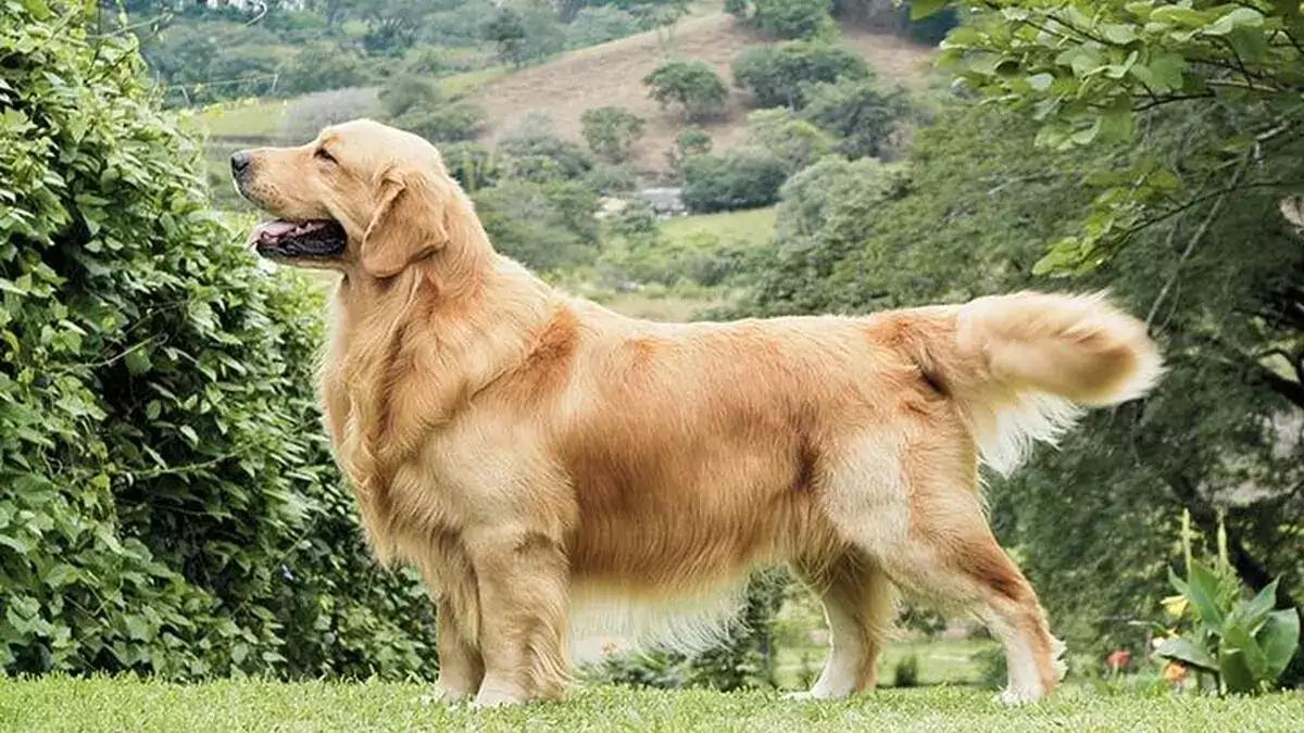 Golden retriever