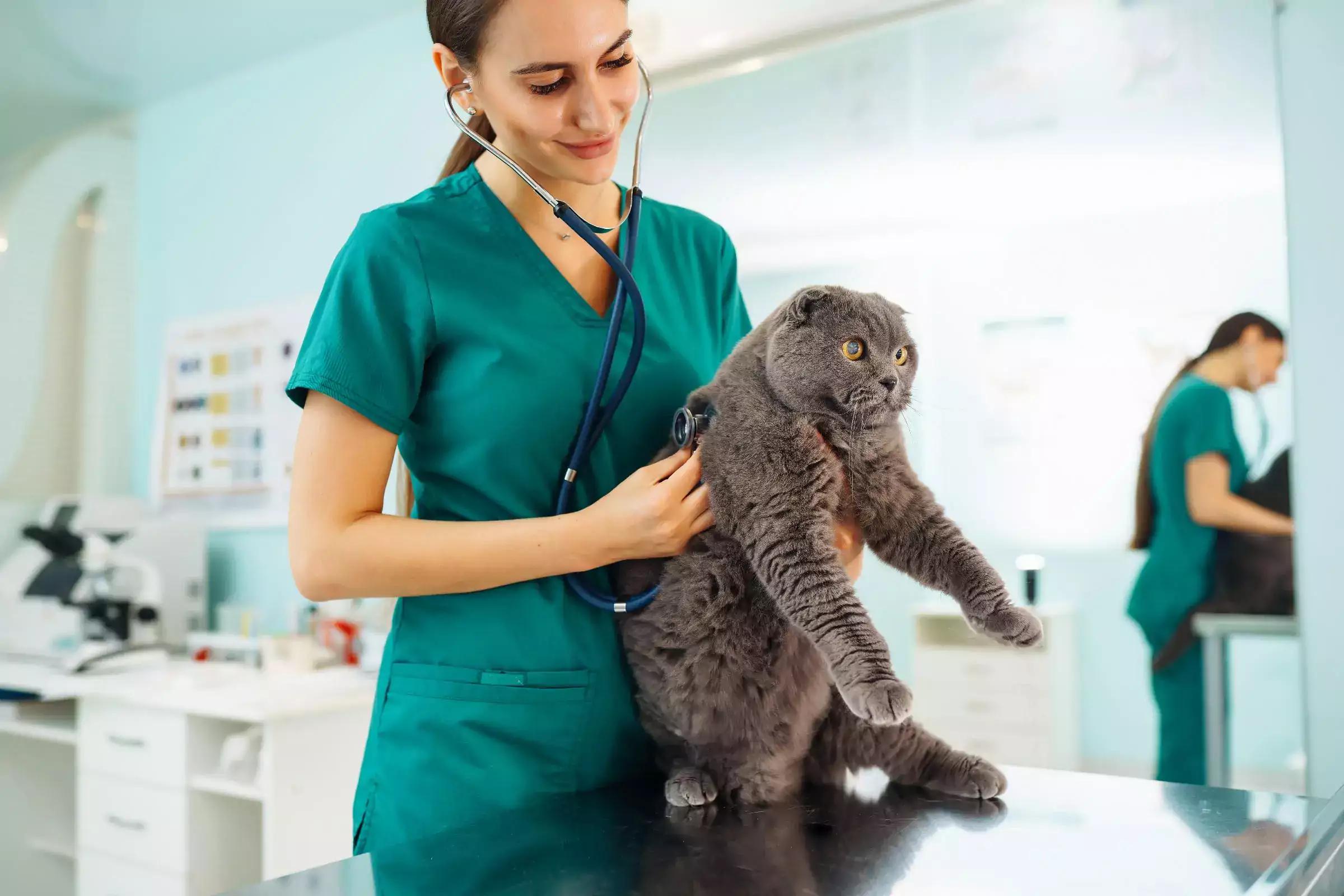 Consejos que te ayudarán a mantener el bienestar de tu mascota