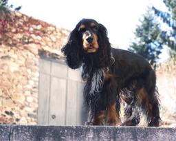 Tips that will help you maintain the well-being of your pet
