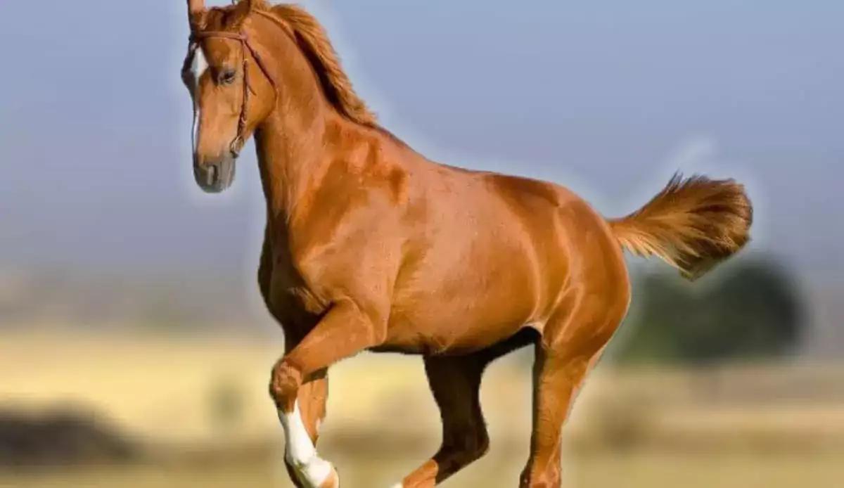 Choose an animal and we will reveal what you are passionate about in life