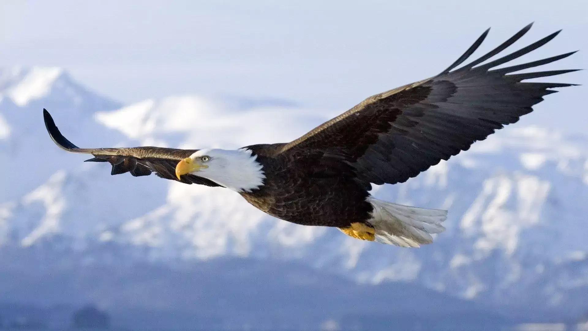 Choose an animal and we will reveal what you are passionate about in life