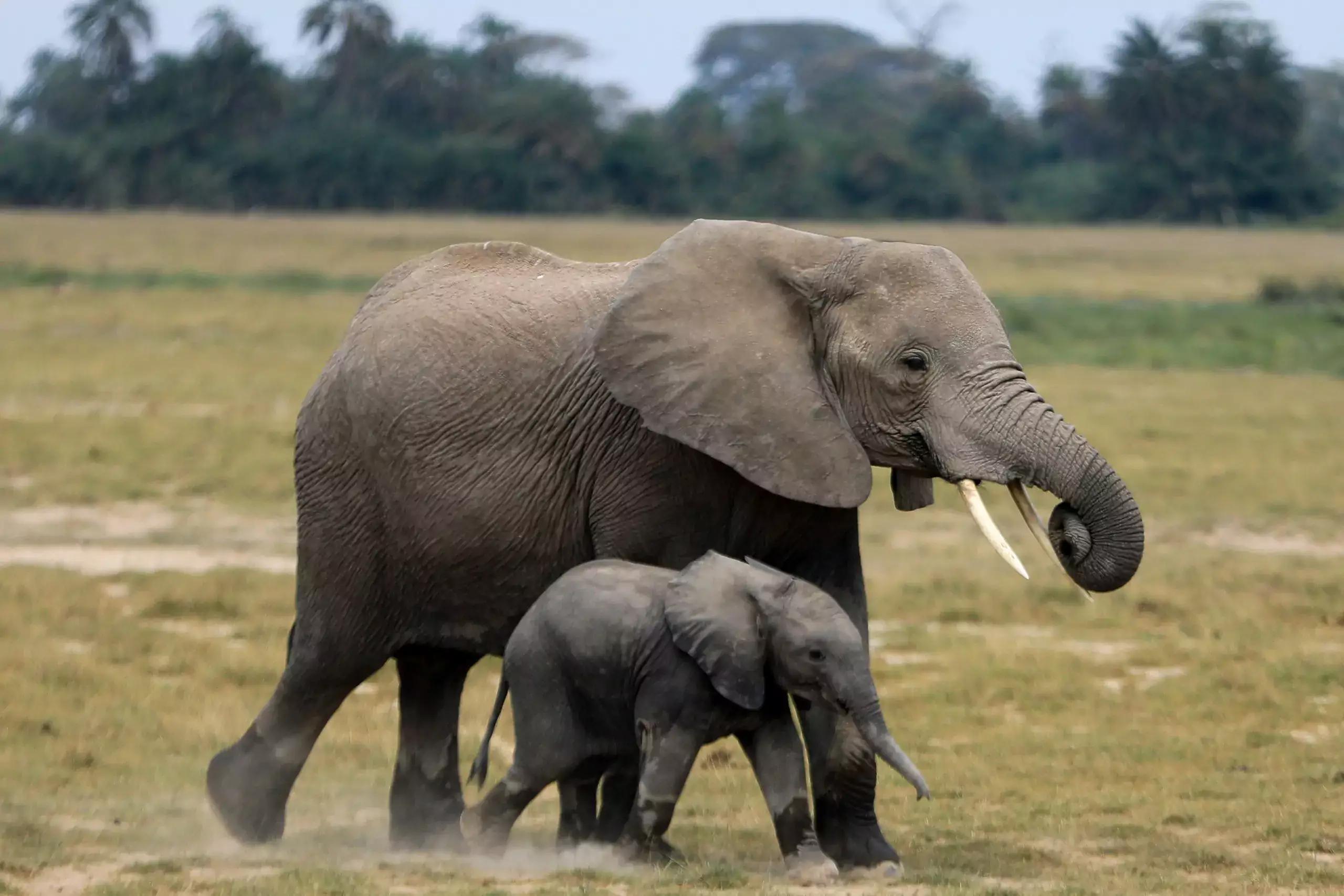 Choose an animal and we will reveal what you are passionate about in life