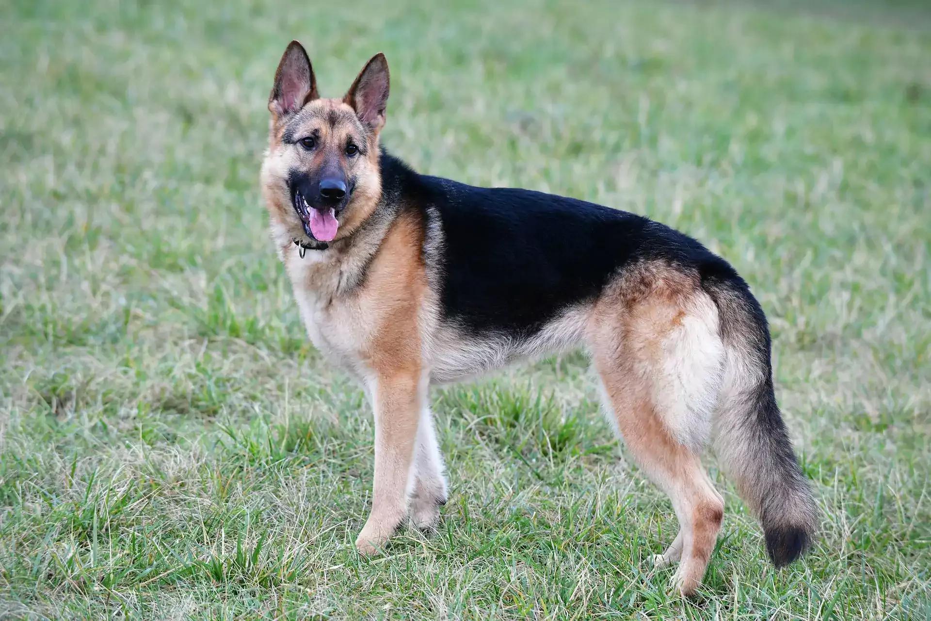 German shepherd