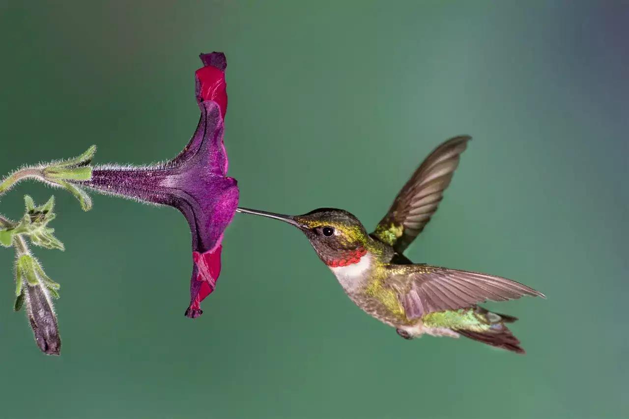 Choose an animal and we'll reveal what you're passionate about in life