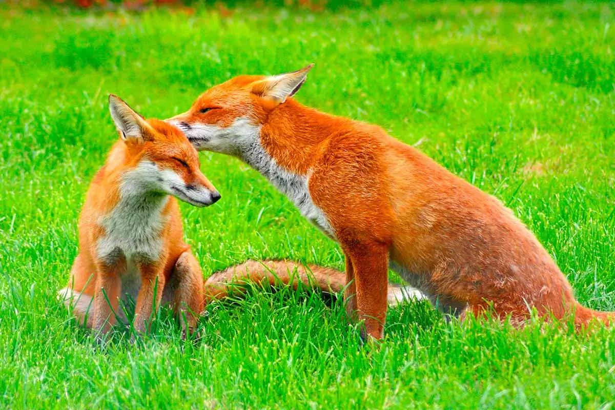 Choose an animal and we will reveal what you are passionate about in life